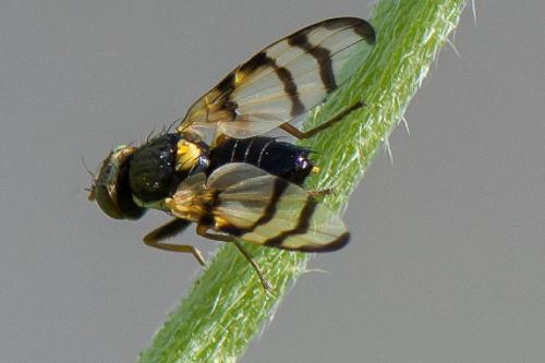Urophora solstitialis