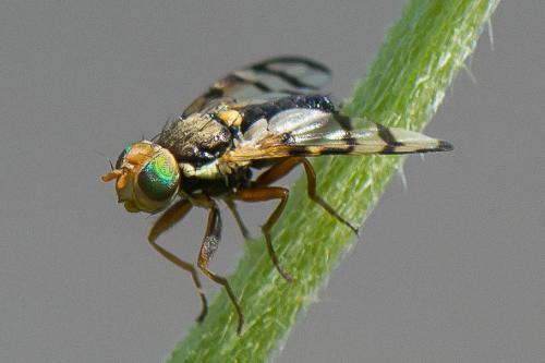 Urophora solstitialis