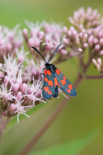 Zygaena transalpina