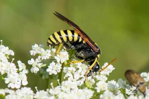 Réf. 214 891 : Cephaledo meridiana