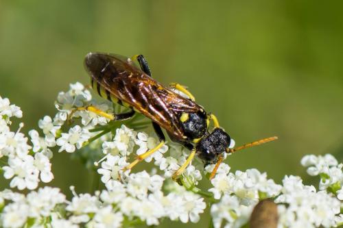 Réf. 214 890 : Cephaledo meridiana