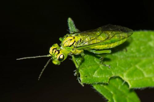 Réf. 214 813 : Rhogogaster punctulata