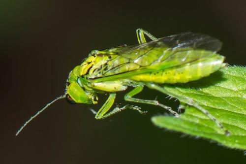 Réf. 214 814 : Rhogogaster punctulata