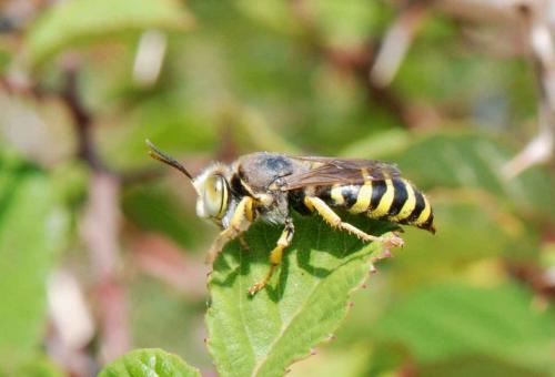 Bembix sinuata