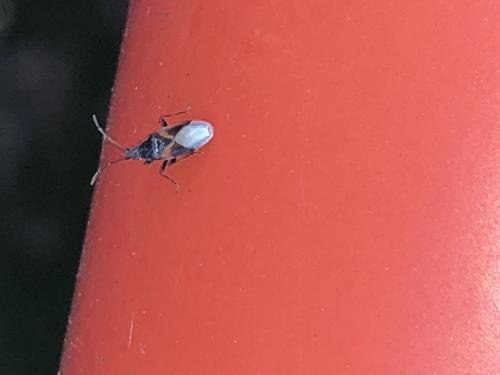 Oxycarenus lavaterae