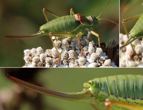 Ephippiger diurnus diurnus