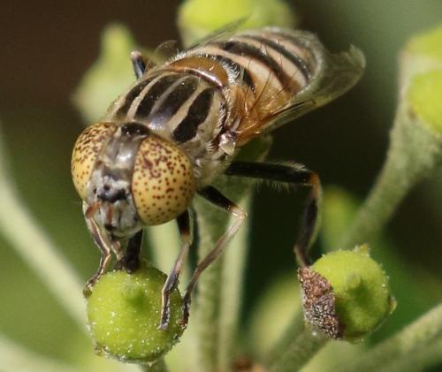 Réf. 214 837 : Eristalinus megacephalus