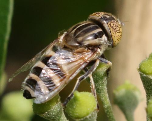 Réf. 214 838 : Eristalinus megacephalus