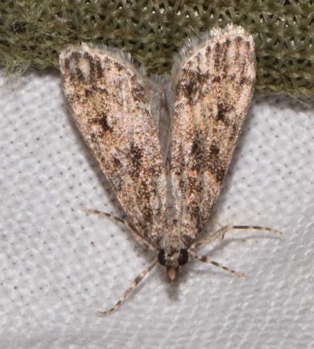 Réf. 214 969 : Scopariinae inconnu