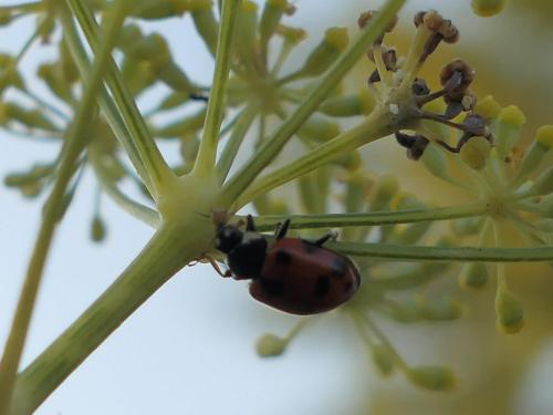 Hippodamia variegata
