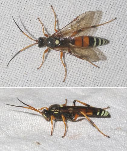 Réf. 214 475 : Eutanyacra picta