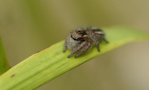 Philaeus chrysops