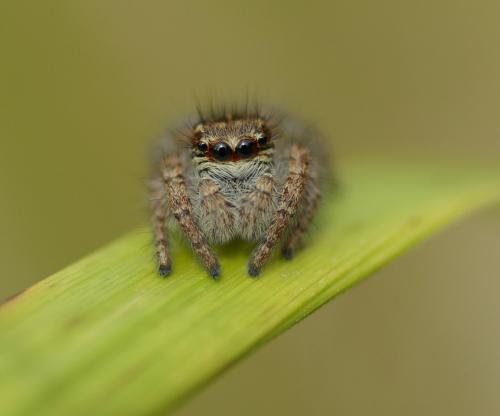 Philaeus chrysops