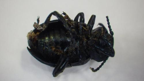 Timarcha tenebricosa