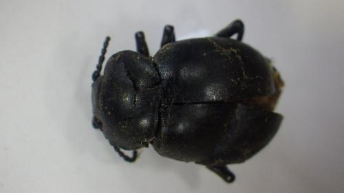 Timarcha tenebricosa