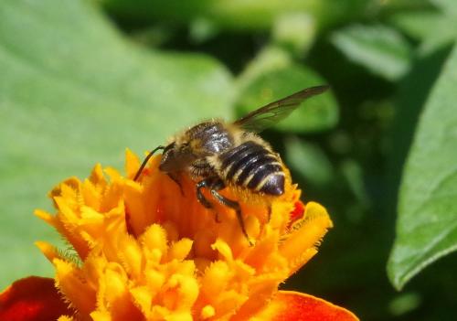 Megachile centuncularis