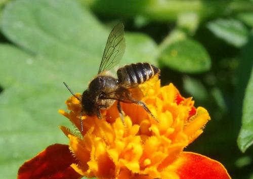Réf. 214 158 : Megachile centuncularis