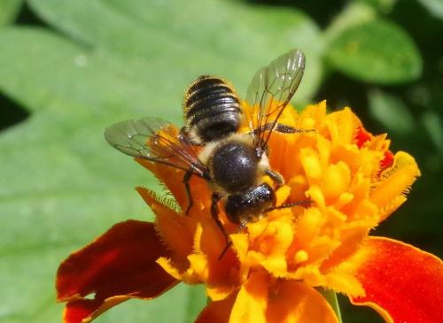 Réf. 214 146 : Megachile centuncularis