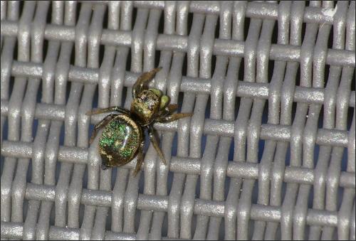Heliophanus tribulosus