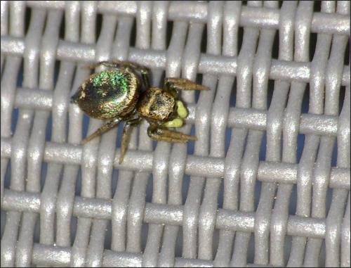 Heliophanus tribulosus