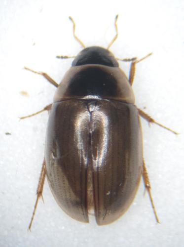 Réf. 214 812 : Enochrus fuscipennis