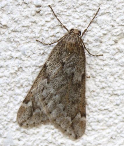 Alsophila aescularia