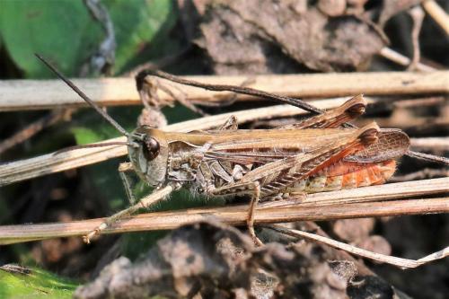 Chorthippus sp.