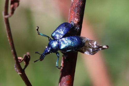 Byctiscus betulae