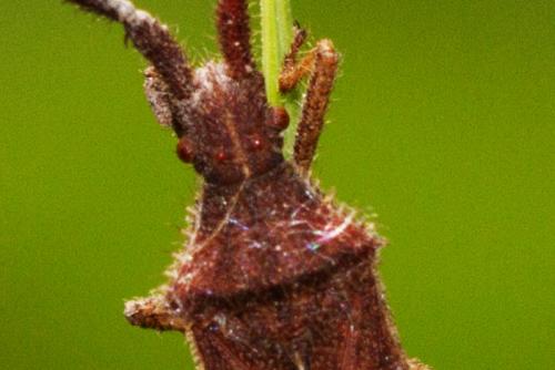 Coriomeris sp.