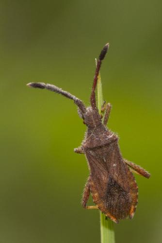 Coriomeris sp.
