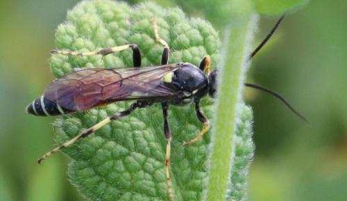 Réf. 214 165 : Ctenichneumon panzeri