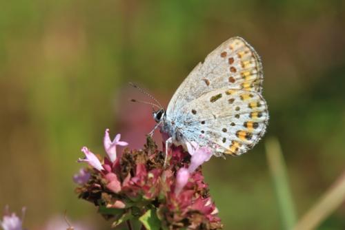 Plebejus argyrognomon