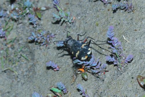 Réf. 214 131 : Cicindela hybrida transversalis