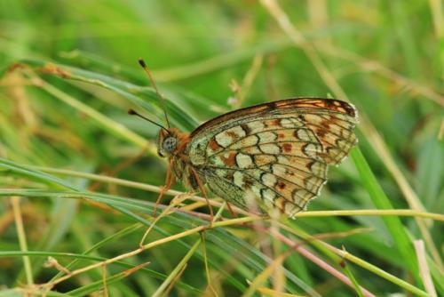 Argynnis niobe