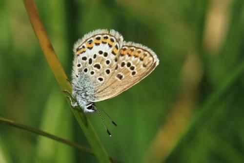 Réf. 214 343 : Plebejus argus