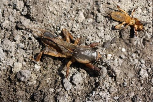 Gryllotalpa sp.