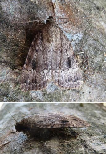 Amphipyra pyramidea