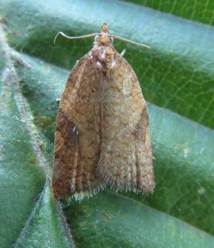 Acleris rhombana