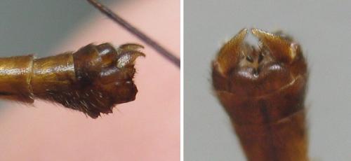 Réf. 214 162 : Nephrotoma scurra