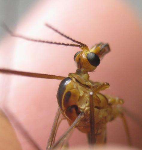 Nephrotoma scurra