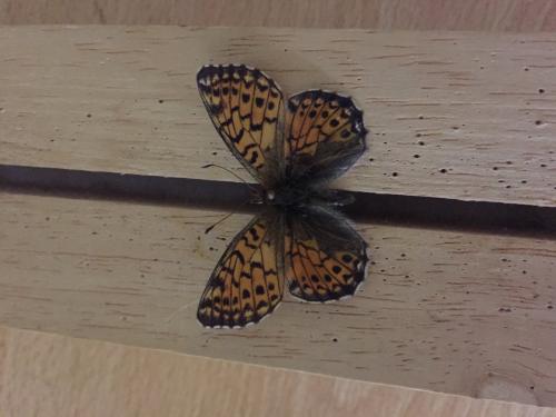 Réf. 214 248 : Boloria pales