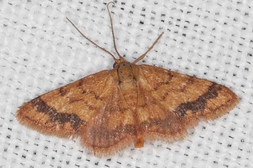 Idaea exilaria