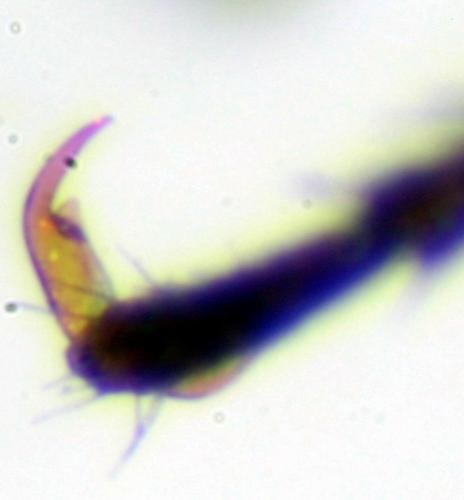 Réf. 214 513 : Dicronychus equiseti