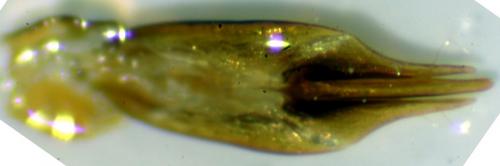 Dicronychus equiseti