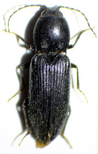 Réf. 214 512 : Dicronychus equiseti