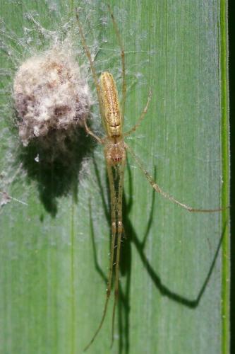 Réf. 214 877 : Tetragnatha sp.