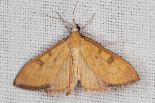 Mecyna auralis