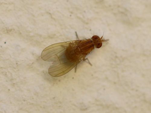 Sapromyza sp.
