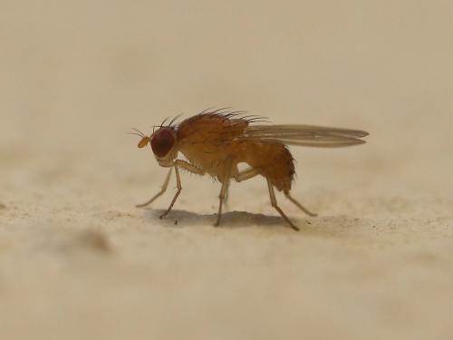 Réf. 214 735 : Sapromyza sp.