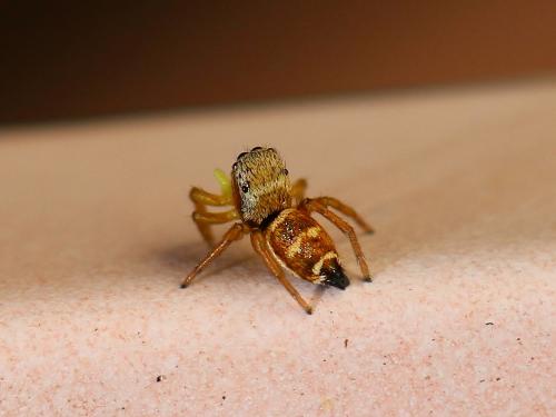 Heliophanus tribulosus